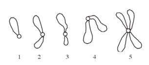 Detail Gambar Bentuk Kromosom Nomer 28