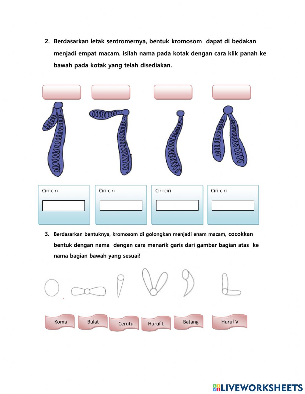 Detail Gambar Bentuk Kromosom Nomer 31