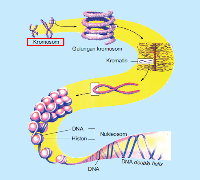 Detail Gambar Bentuk Kromosom Nomer 34