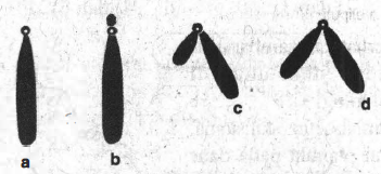 Detail Gambar Bentuk Kromosom Nomer 47