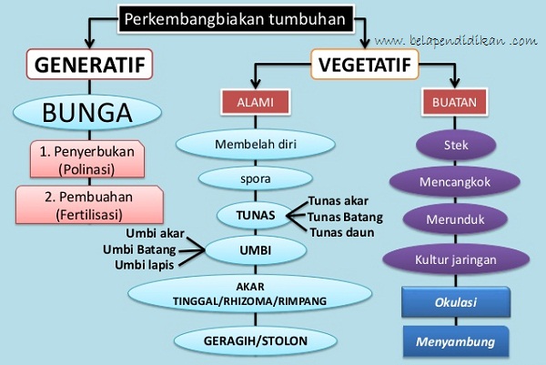 Detail Gambar Bentuk Perkembangan Tumbuhan Nomer 17