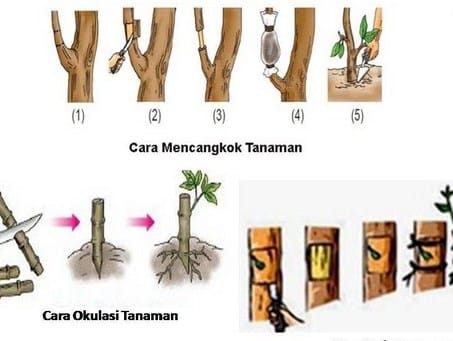 Detail Gambar Bentuk Perkembangan Tumbuhan Nomer 3