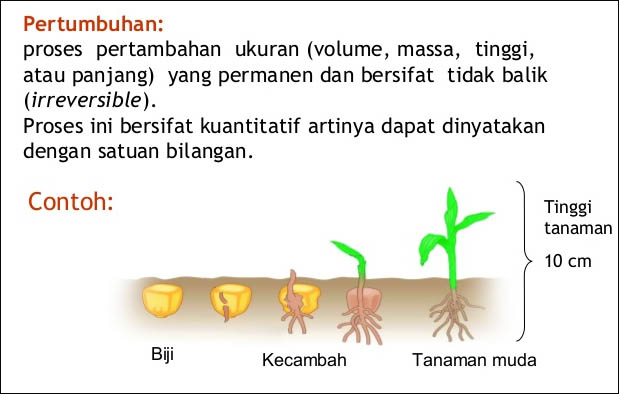 Detail Gambar Bentuk Perkembangan Tumbuhan Nomer 33