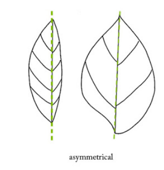 Detail Gambar Bentuk Simetris Nomer 25