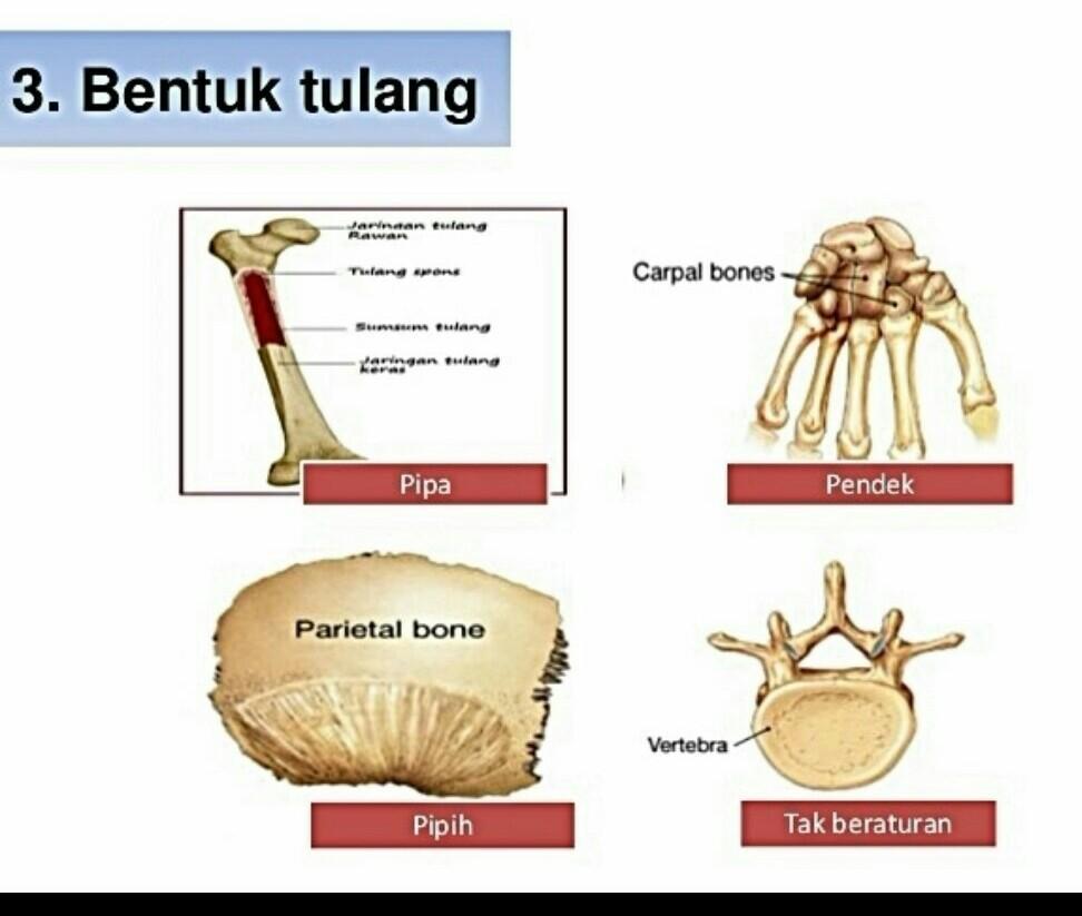 Detail Gambar Bentuk Tulang Nomer 13