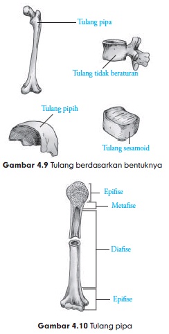 Detail Gambar Bentuk Tulang Nomer 14