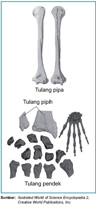 Detail Gambar Bentuk Tulang Nomer 16