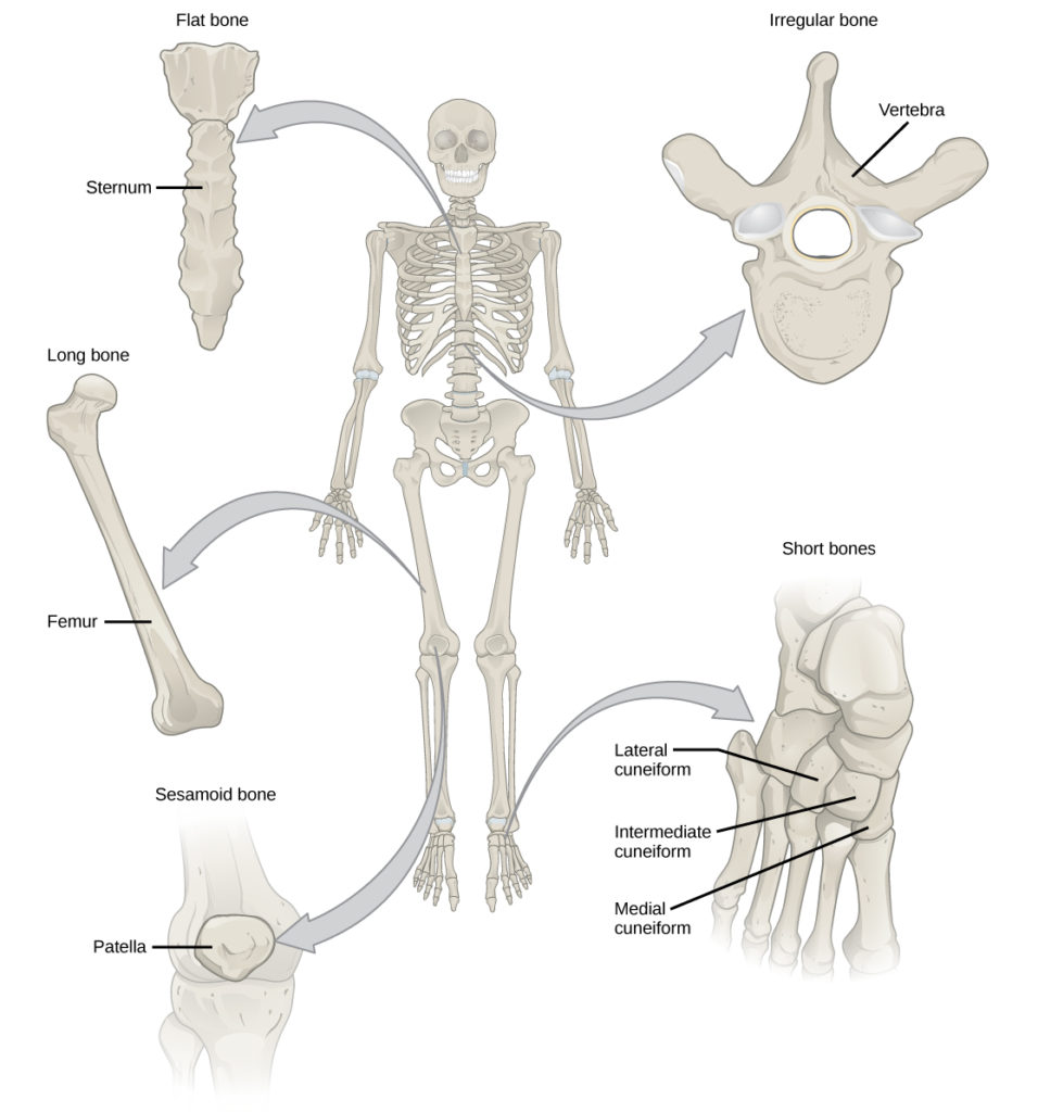 Detail Gambar Bentuk Tulang Nomer 19