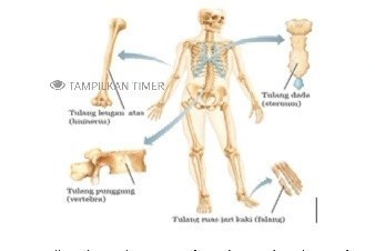 Detail Gambar Bentuk Tulang Nomer 27