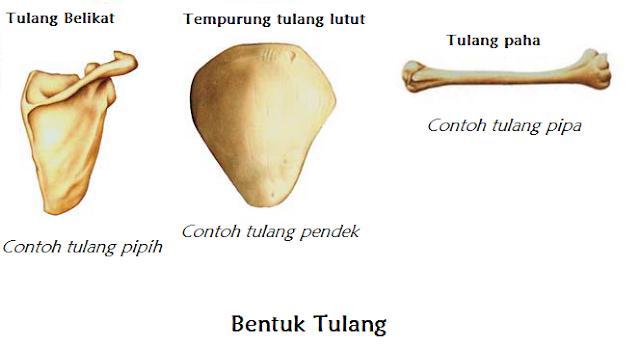 Detail Gambar Bentuk Tulang Nomer 36