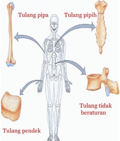 Detail Gambar Bentuk Tulang Nomer 6