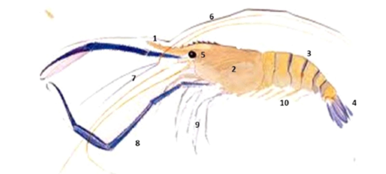 Detail Gambar Bentuk Udang Nomer 42