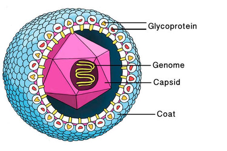 Detail Gambar Bentuk Virus Dan Keterangannya Nomer 14