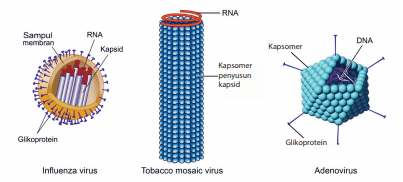 Detail Gambar Bentuk Virus Dan Keterangannya Nomer 16