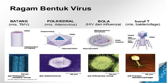 Detail Gambar Bentuk Virus Dan Keterangannya Nomer 17