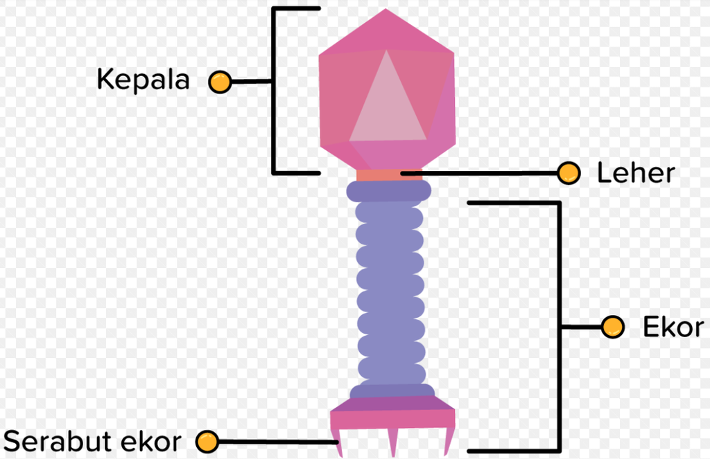 Detail Gambar Bentuk Virus Dan Keterangannya Nomer 23