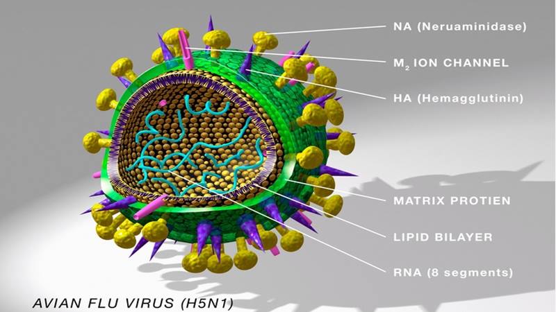 Detail Gambar Bentuk Virus Dan Keterangannya Nomer 31