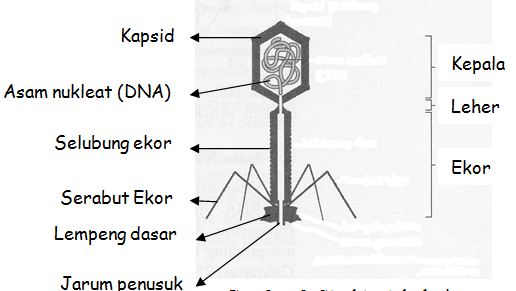 Detail Gambar Bentuk Virus Dan Keterangannya Nomer 33