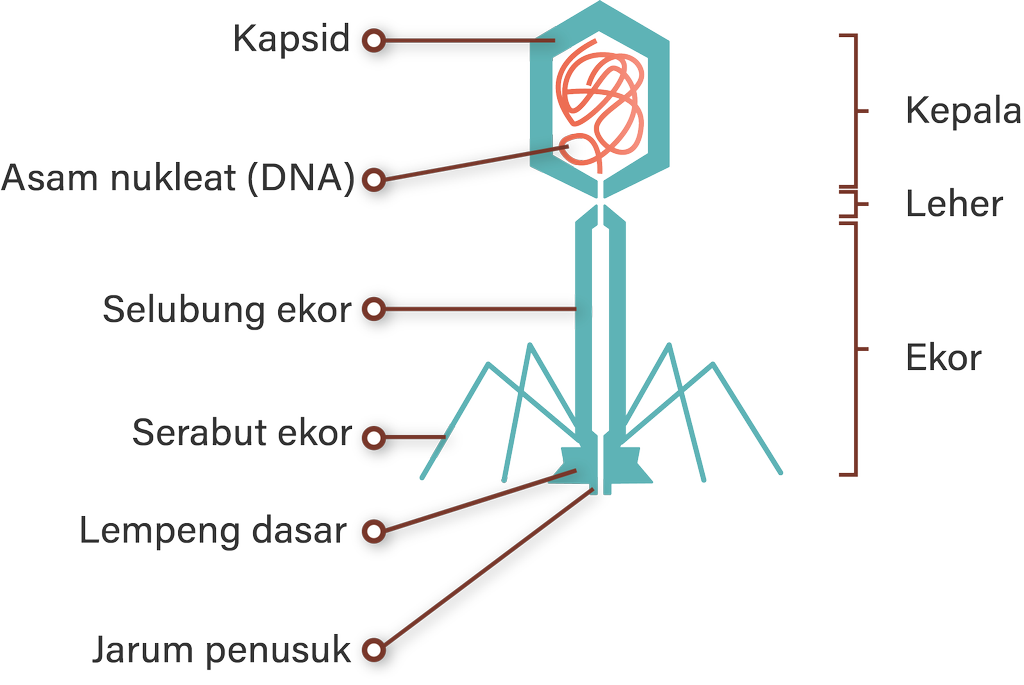 Detail Gambar Bentuk Virus Dan Keterangannya Nomer 5