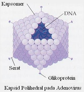 Detail Gambar Bentuk Virus Dan Keterangannya Nomer 45