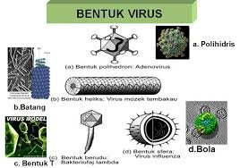 Detail Gambar Bentuk Virus Dan Keterangannya Nomer 46