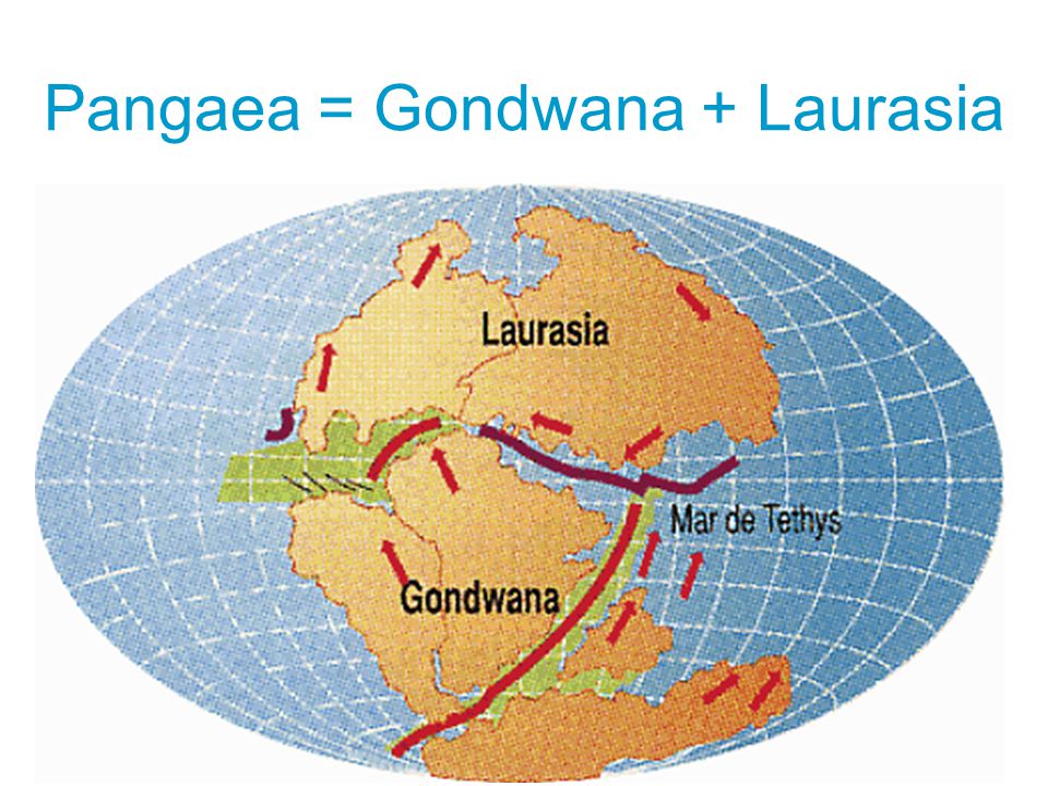 Detail Gambar Benua Pangea Nomer 34