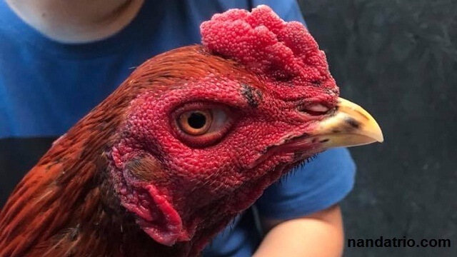 Detail Gambar Beraneka Ragam Ayam Nomer 39