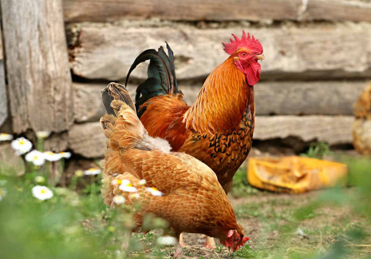 Detail Gambar Beraneka Ragam Ayam Animasi Nomer 16