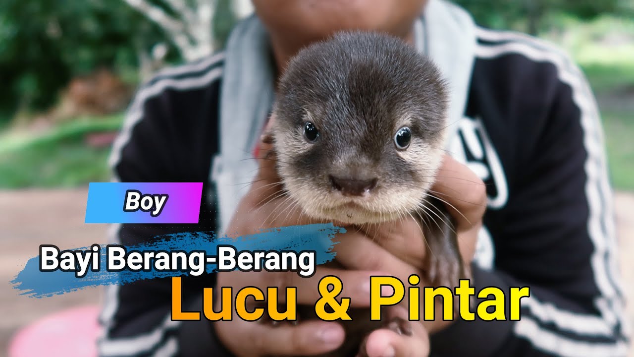 Detail Gambar Berang Berang Lucu Nomer 42