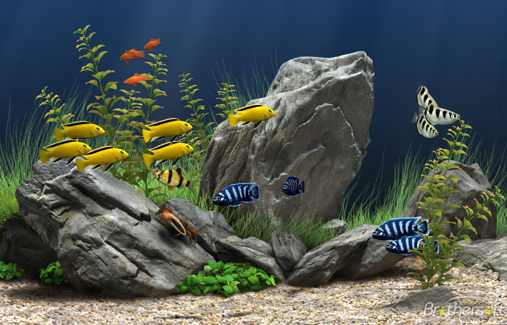 Detail Gambar Bergerak Aquarium Nomer 7