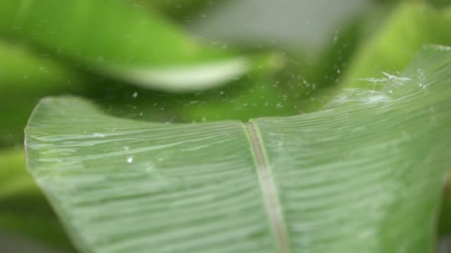 Detail Gambar Bergerak Hujan Jatuh Di Atas Daun Terbaru Nomer 22