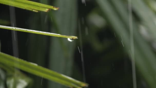 Detail Gambar Bergerak Hujan Jatuh Di Atas Daun Terbaru Nomer 37