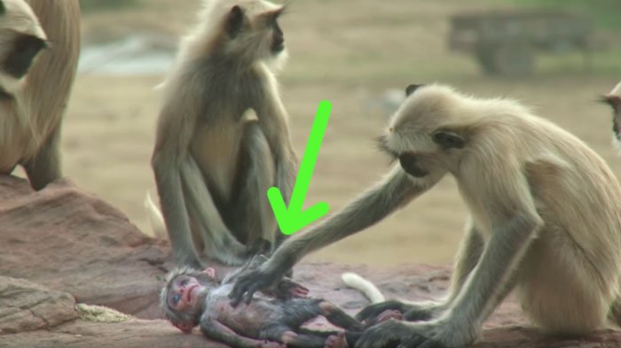 Detail Gambar Bergerak Monyet Nomer 23