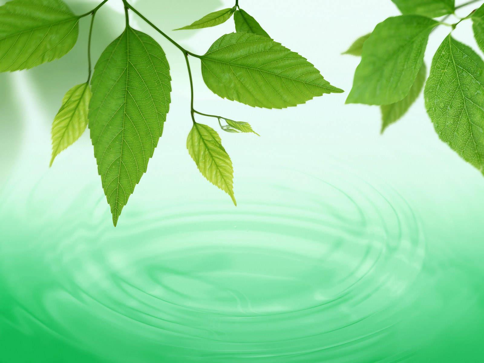 Detail Gambar Bergerak Ppt Animasi Bergerak Daun Gugur Nomer 4