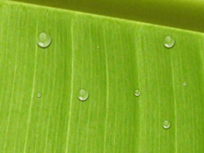 Detail Gambar Bergerak Ppt Animasi Bergerak Daun Gugur Nomer 36