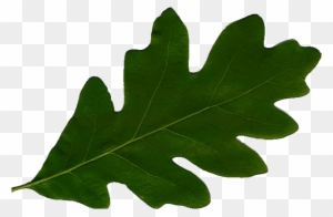 Detail Gambar Bergerak Ppt Animasi Bergerak Daun Gugur Nomer 10