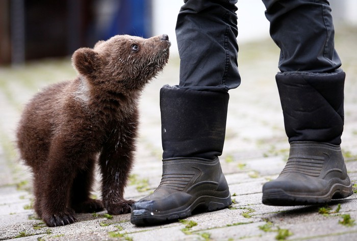 Detail Gambar Beruang Girzly Dengan Anaknya Nomer 17