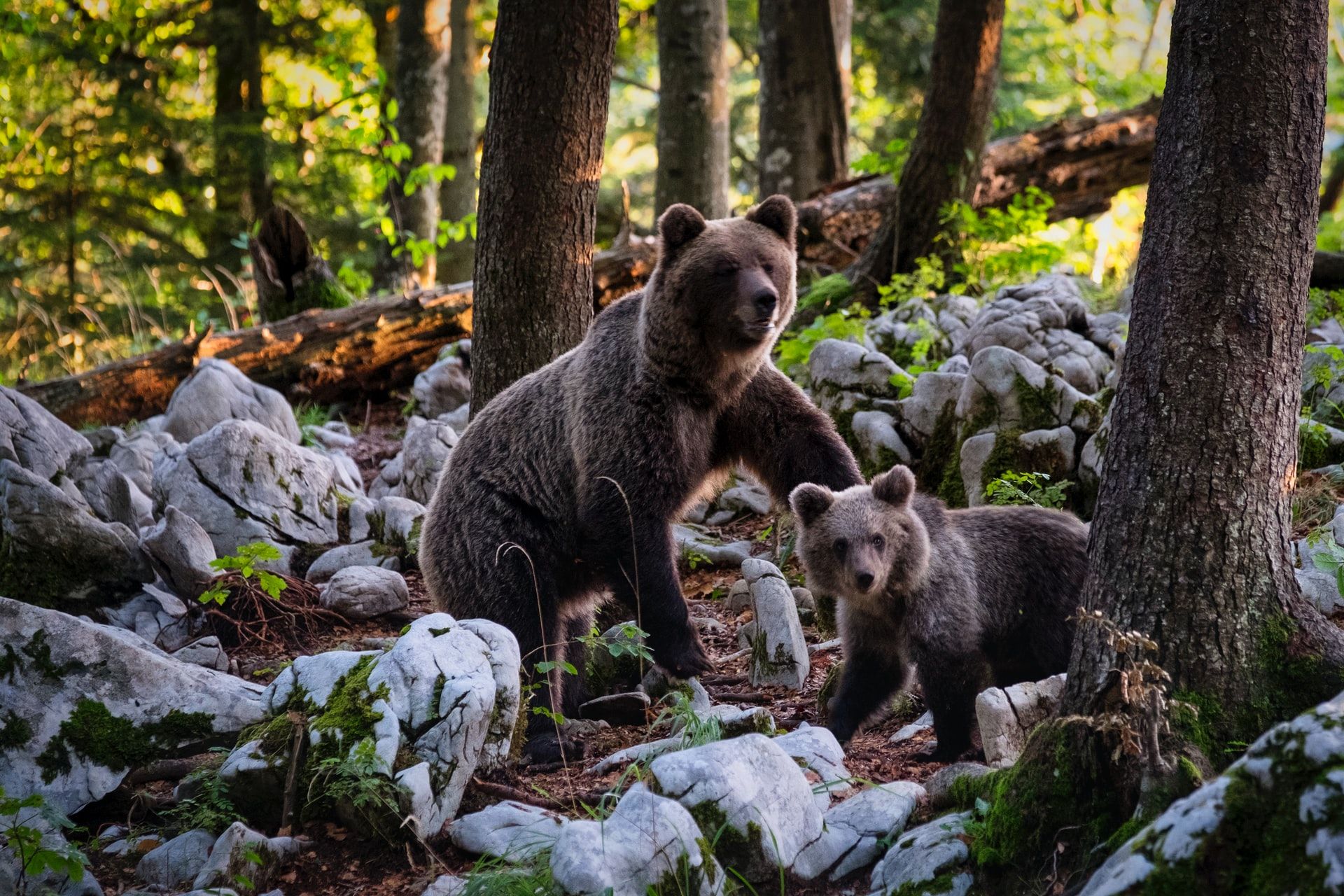 Detail Gambar Beruang Girzly Dengan Anaknya Nomer 35