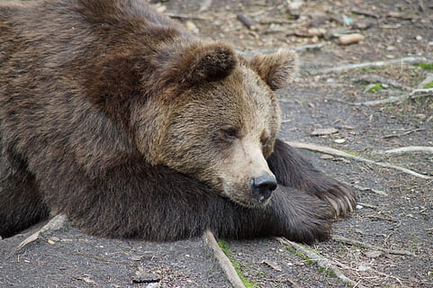 Detail Gambar Beruang Girzly Sedang Di Dalam Gua Nomer 35
