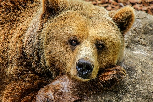 Detail Gambar Beruang Girzly Sedang Di Dalam Gua Nomer 44