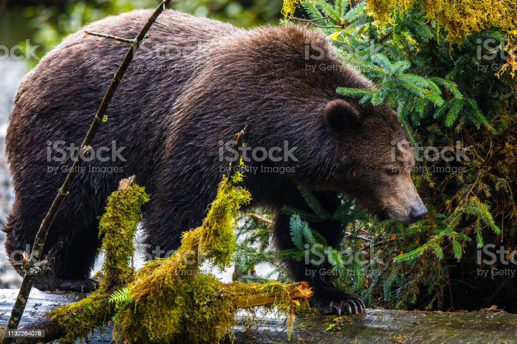 Detail Gambar Beruang Grizzly Nomer 27