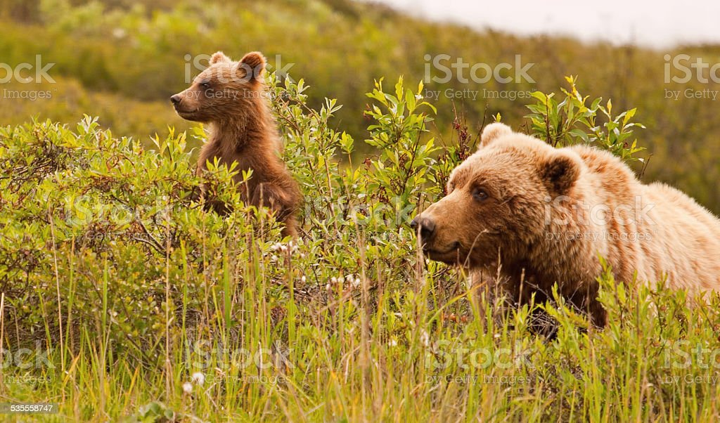 Detail Gambar Beruang Grizzly Nomer 28