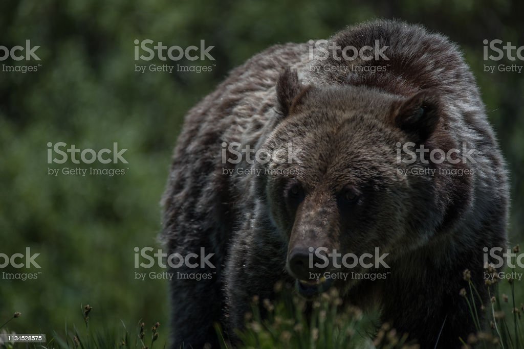 Detail Gambar Beruang Grizzly Nomer 50
