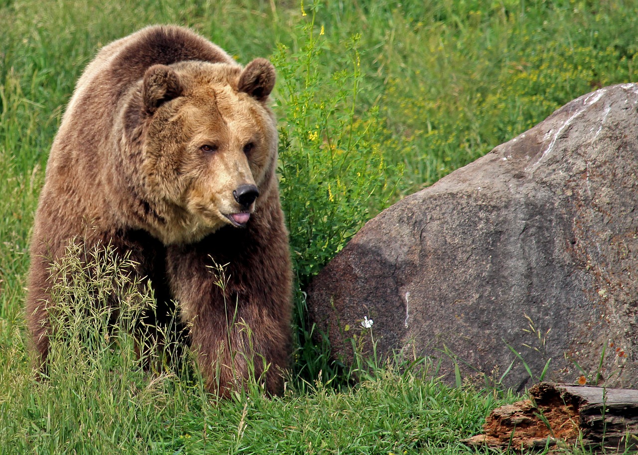 Detail Gambar Beruang Grizzly Nomer 53