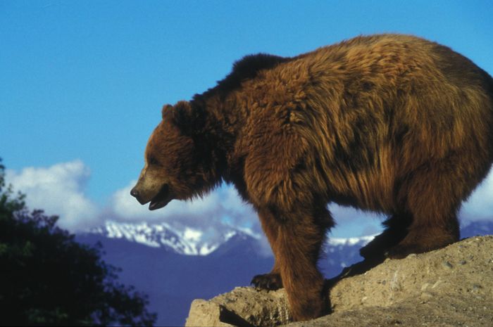 Detail Gambar Beruang Grizzly Nomer 7