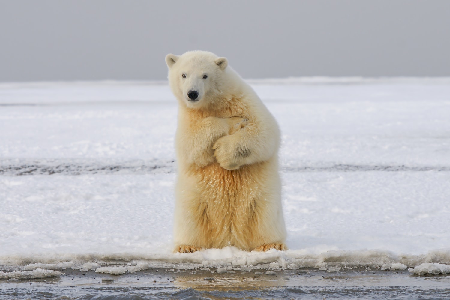 Detail Gambar Beruang Kutub Nomer 13