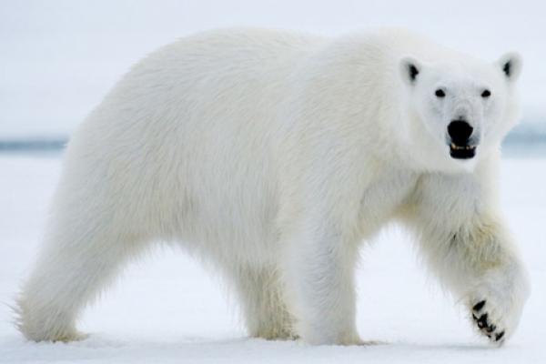 Detail Gambar Beruang Kutub Nomer 15