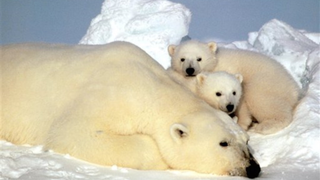 Detail Gambar Beruang Kutub Nomer 23