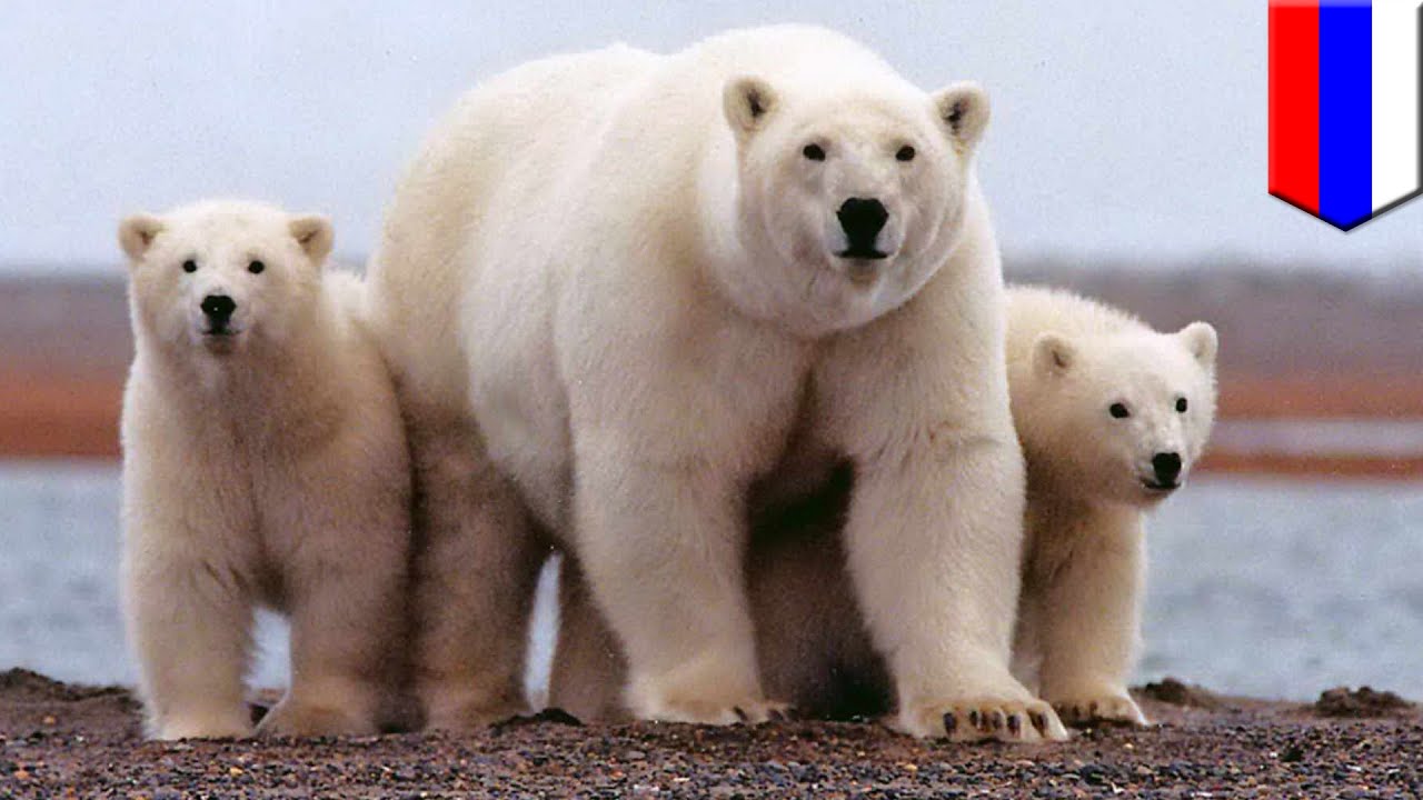 Detail Gambar Beruang Kutub Nomer 28