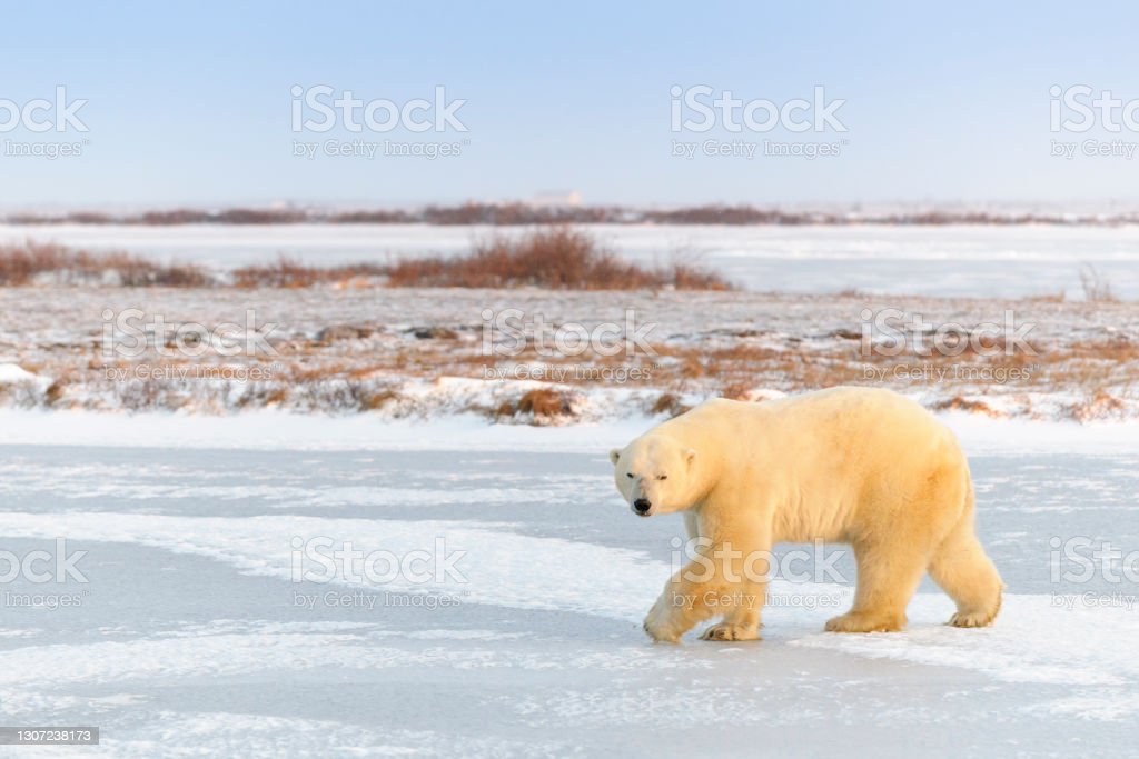 Detail Gambar Beruang Kutub Nomer 53